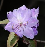 pěnišník Augustinův <i>(Rhododendron augustini)</i> / Květ/Květenství