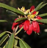 pěnišník  <i>(Rhododendron venator)</i> / Květ/Květenství