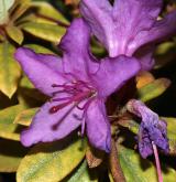 pěnišník řešetlákovitý <i>(Rhododendron hippophaeoides)</i> / Květ/Květenství