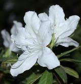 pěnišník  <i>(Rhododendron mucronatum)</i> / Květ/Květenství