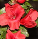 pěnišník Nakaharův <i>(Rhododendron nakaharai)</i> / Květ/Květenství