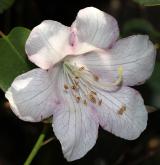 pěnišník Williamsův <i>(Rhododendron williamsianum)</i> / Květ/Květenství