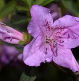 pěnišník jedoský <i>(Rhododendron yedoensis)</i> / Květ/Květenství