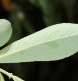 vrba atrocinerea <i>(Salix atrocinerea)</i> / List