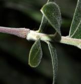vrba atrocinerea <i>(Salix atrocinerea)</i> / Větve a pupeny
