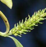 vrba babylonica <i>(Salix babylonica)</i> / Květ/Květenství