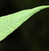 vrba babylonica <i>(Salix babylonica)</i> / List