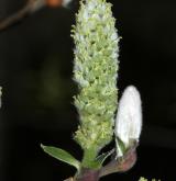 vrba kantabrijská <i>(Salix cantabrica)</i> / Květ/Květenství
