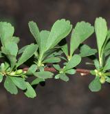 tavolník třezalkolistý <i>(Spiraea hypericifolia)</i> / List