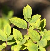 tavolník Fritschův <i>(Spiraea fritschiana)</i> / List