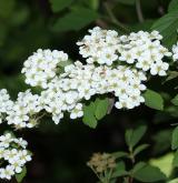 tavolník čínský <i>(Spiraea chinensis)</i> / Květ/Květenství