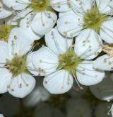 tavolník čínský <i>(Spiraea chinensis)</i> / Květ/Květenství