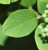 tavolník chlupatoplodý <i>(Spiraea trichocarpa)</i> / List