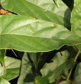 ostružiník  <i>(Rubus ichangensis)</i> / List