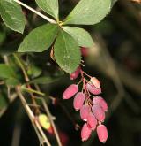 dřišťál  <i>(Berberis ×crenulata)</i> / Plod