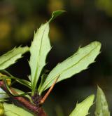 dřišťál  <i>(Berberis ×hybrido-gagnepainii)</i> / List