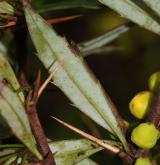dřišťál  <i>(Berberis ×hybrido-gagnepainii)</i> / List