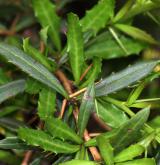 dřišťál  <i>(Berberis ×hybrido-gagnepainii)</i> / List