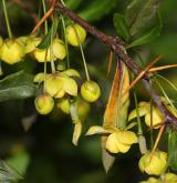 dřišťál  <i>(Berberis ×hybrido-gagnepainii)</i> / Květ/Květenství