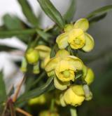 dřišťál  <i>(Berberis ×hybrido-gagnepainii)</i> / Květ/Květenství