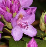 pěnišník catawbiense <i>(Rhododendron catawbiense)</i> / Květ/Květenství