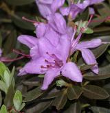 pěnišník obtížený <i>(Rhododendron impeditum)</i>
