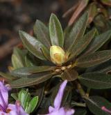 pěnišník obtížený <i>(Rhododendron impeditum)</i>