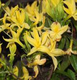 pěnišník žlutý <i>(Rhododendron luteum)</i>