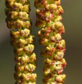 olše keřovitá <i>(Alnus fruticosa)</i> / Květ/Květenství