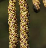 bříza vejčitolistá <i>(Betula ovalifolia)</i> / Květ/Květenství