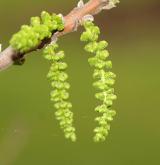 ořešák maloplodý <i>(Juglans microcarpa)</i>