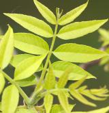 ořešák maloplodý <i>(Juglans microcarpa)</i>