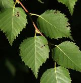 bříza Ermannova <i>(Betula ermannii)</i> / List