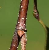 bříza Ermannova <i>(Betula ermannii)</i> / Větve a pupeny