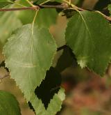 bříza Šugnanská <i>(Betula schugnanica)</i> / List