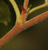 bříza Šugnanská <i>(Betula schugnanica)</i> / Větve a pupeny