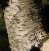 bříza pokroucená <i>(Betula tortuosa)</i> / Borka kmene