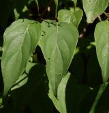 svída samičí <i>(Cornus foemina)</i> / List