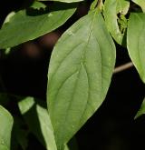 svída samičí <i>(Cornus foemina)</i> / List