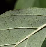 svída samičí <i>(Cornus foemina)</i> / List