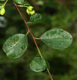 skalník tomentosus <i>(Cotoneaster tomentosus)</i> / Plod