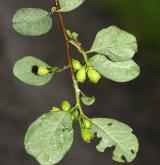 skalník tomentosus <i>(Cotoneaster tomentosus)</i> / Plod