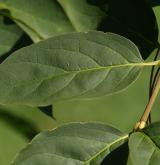 brslen širolistý <i>(Euonymus latifolius)</i>