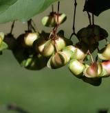 brslen širolistý <i>(Euonymus latifolius)</i>