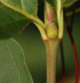 brslen širolistý <i>(Euonymus latifolius)</i> / Větve a pupeny