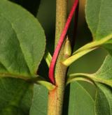 brslen širolistý <i>(Euonymus latifolius)</i>