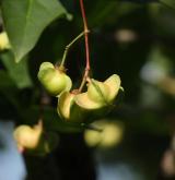 brslen širolistý <i>(Euonymus latifolius)</i>