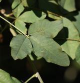 štědřenec Watererův <i>(Laburnum ×watereri)</i>