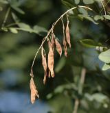 štědřenec Watererův <i>(Laburnum ×watereri)</i>