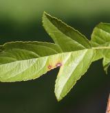 jabloň Sieboldova <i>(Malus sieboldii)</i> / List